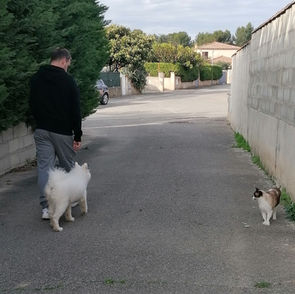 Chien marchant calmement au pied devant un chat