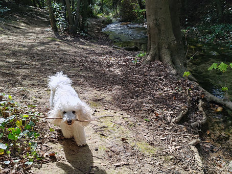 Promenade éducative d’un petit chien blanc dans un environnement boisé