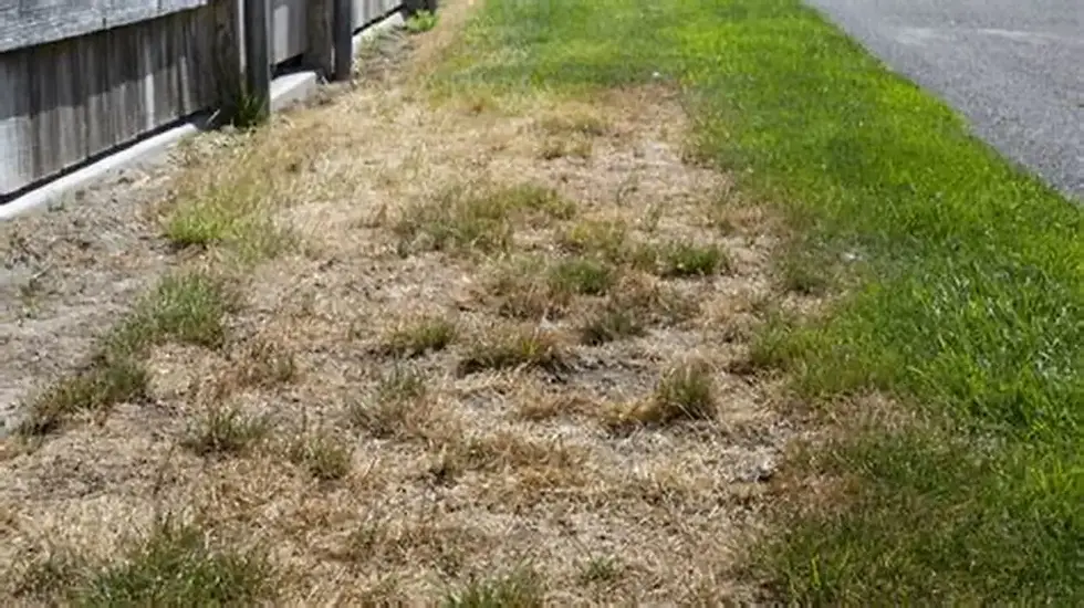 dead grass on sloped yard