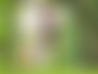 Orhan Sprint Rekorunun Yeni Sahibi