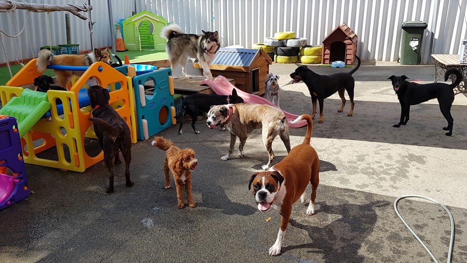 pawsome doggy day care