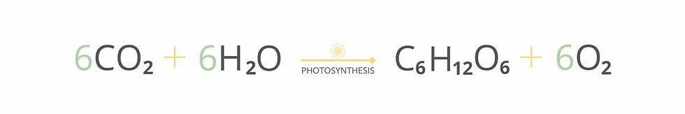Chemical equation for photosynthesis displaying reactants.