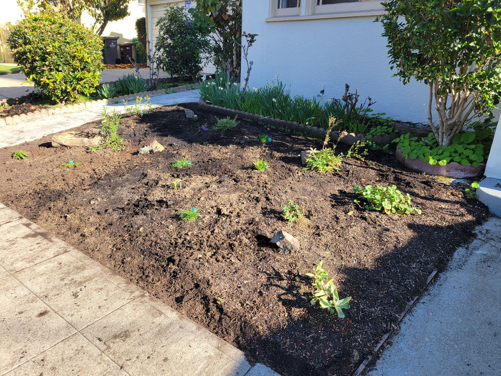 First installation after lawn removal