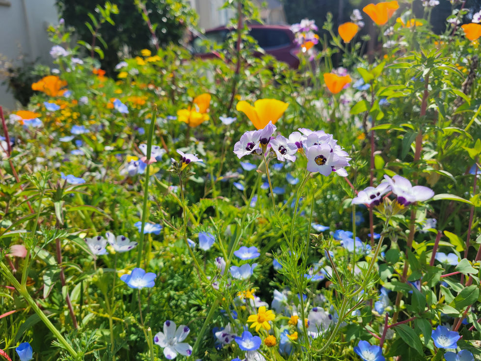 Mid spring, first year