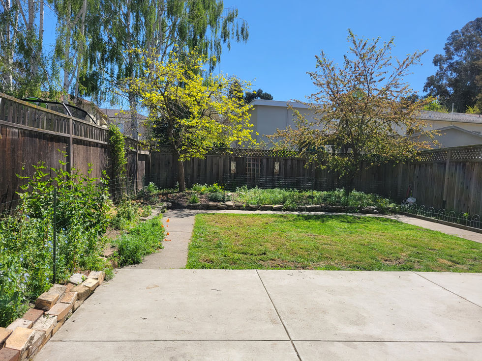 Back yard after tree removal