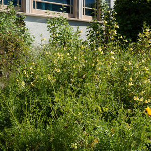 Oakland Habitat Oasis