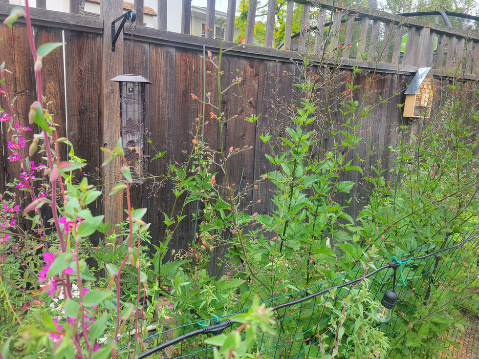 Native bee and bird habitat