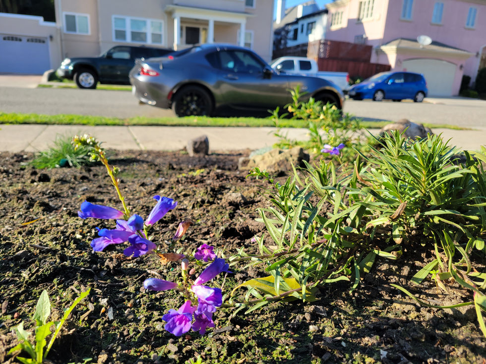 Foothill penstemon