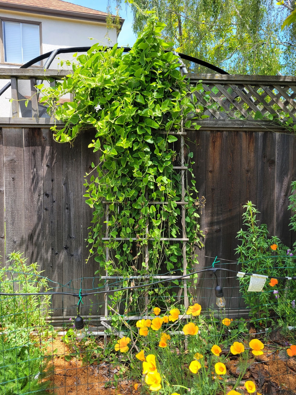 Dutchman's Pipe on Lattice