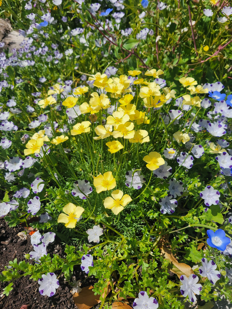 Early spring, first year