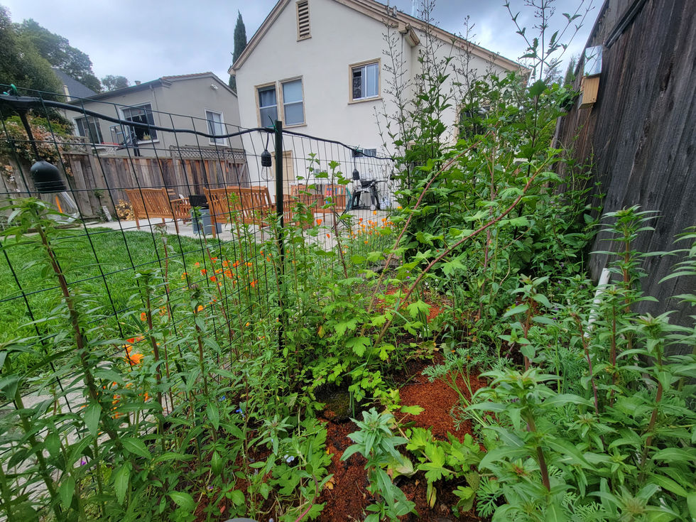 Back yard, sunny side strip