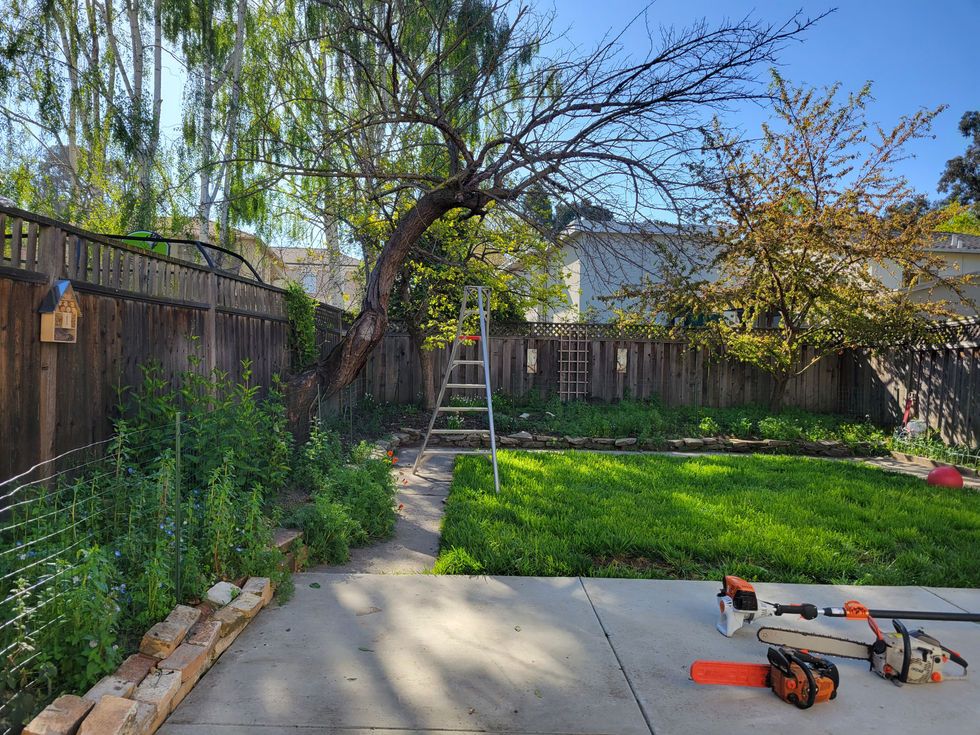 Tree removal day!