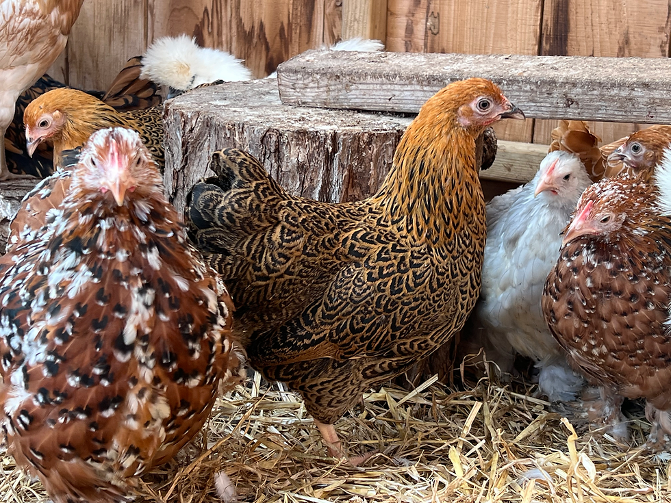 Thumbnail: Wyandotte Bantams