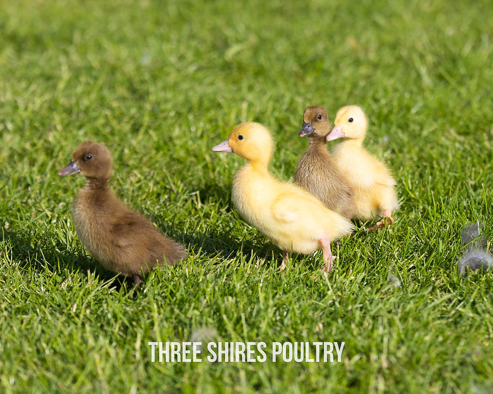 Thumbnail: Cherry Valley Ducklings