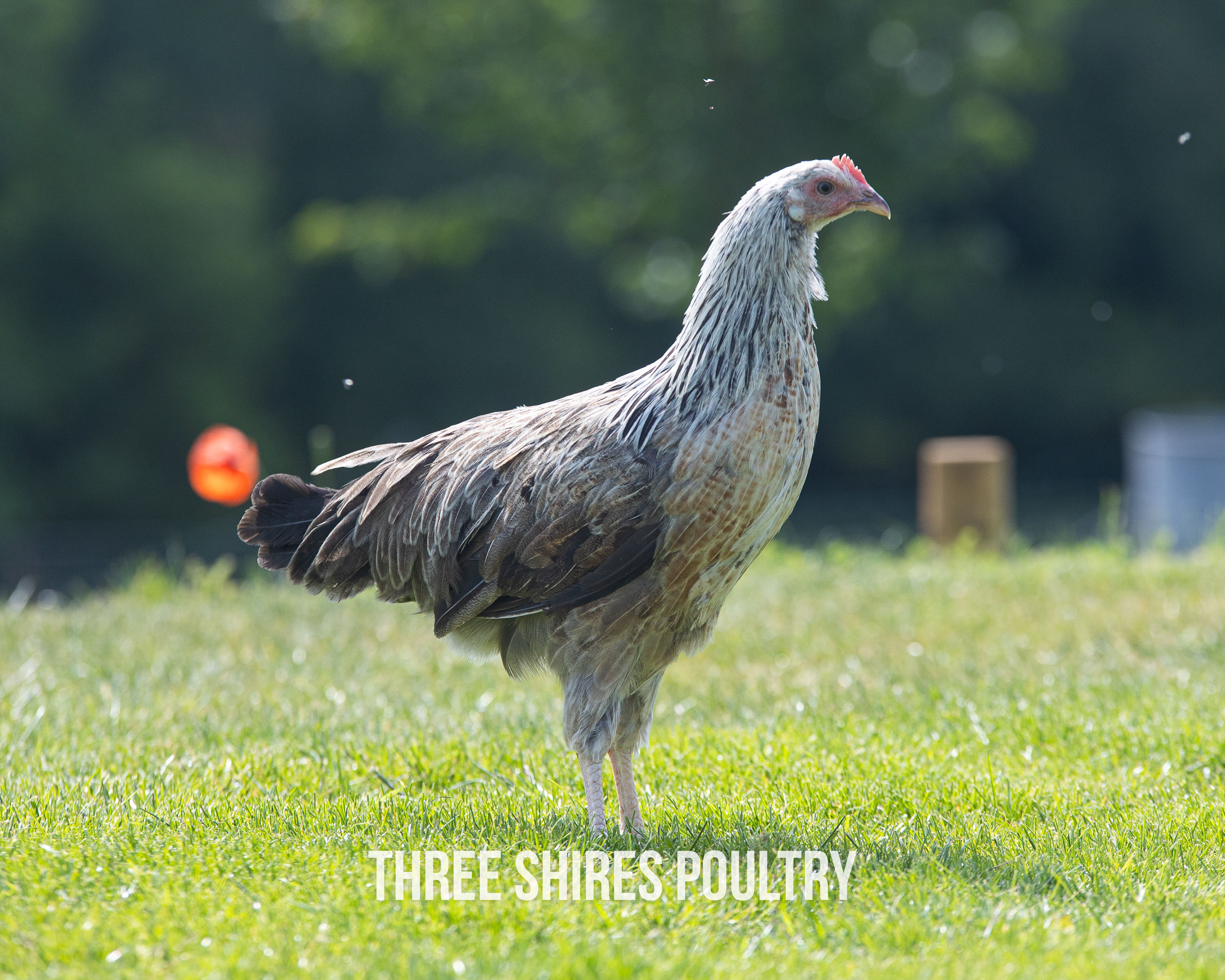 Silver Duckwing Leghorn - White eggs