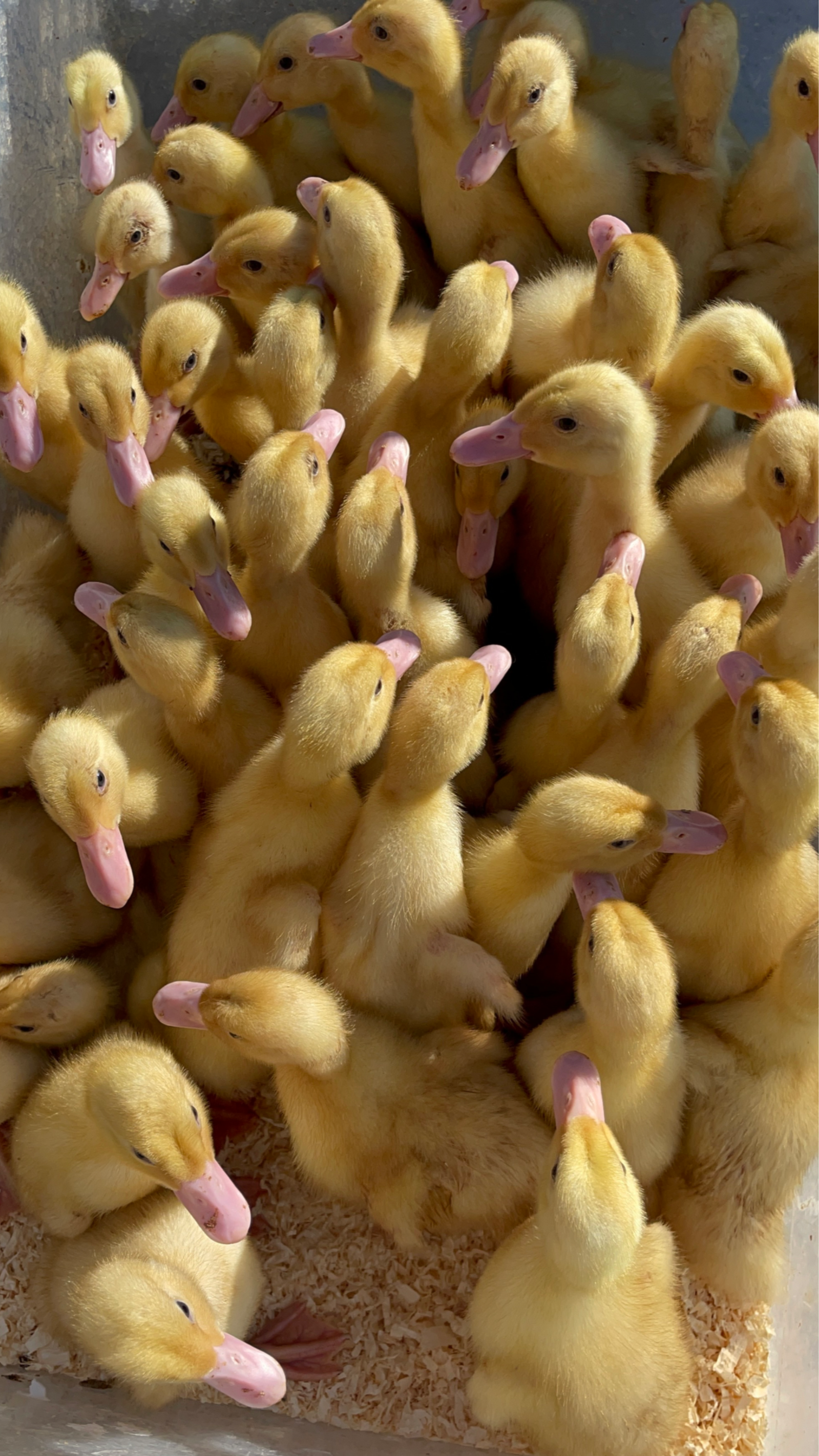 Cherry Valley Ducklings