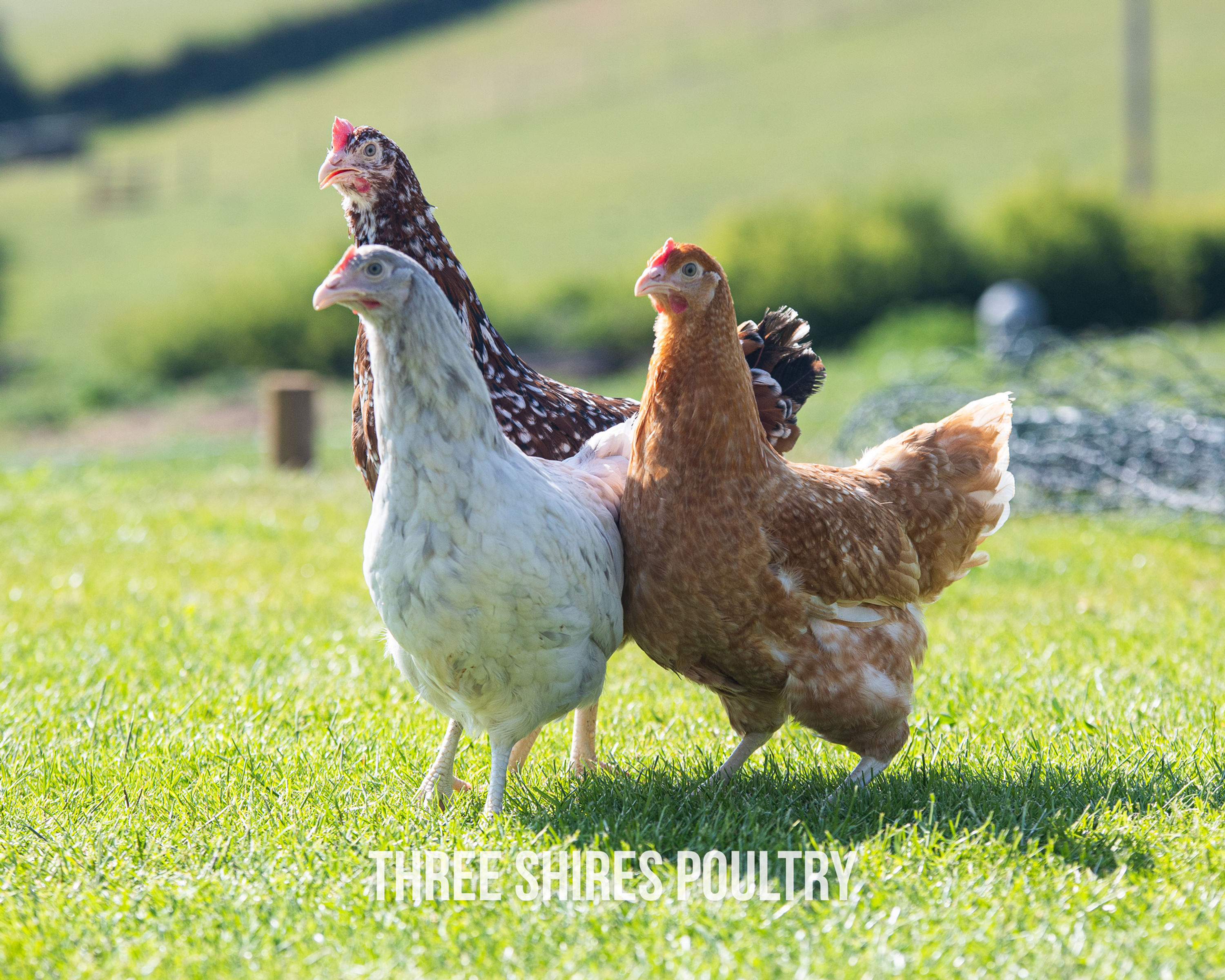 Choose on the day - Hybrid