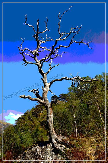 Arbre mort, Glen Nevis couleur iso ok cadre COPY.JPG