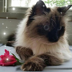Polly Severnoe Sozvezdie Siberian Cat