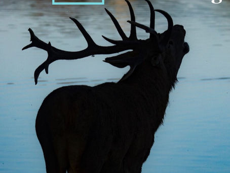 Store Bought Antlers Vs Naturally Shed Antlers