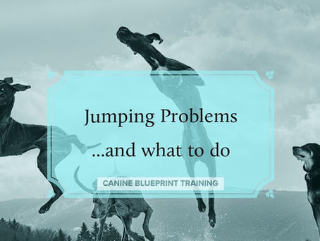 How to Control a Dog as Bouncy as Tigger ...