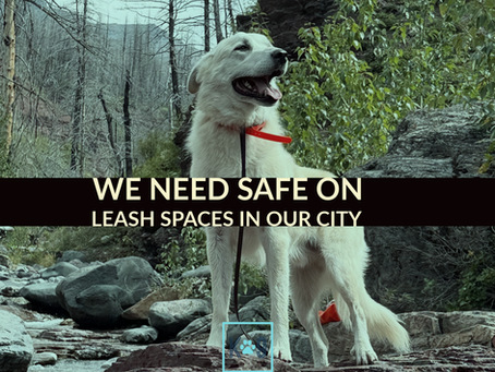 A Call for Safer, More Accessible Dog Walking