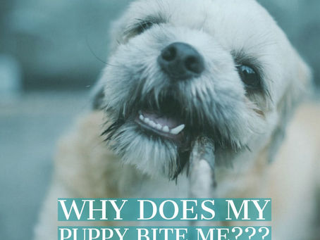 Why does my puppy bite so much?!