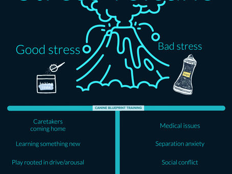 Understanding the Stress Volcano: Managing Stress Levels in Dogs