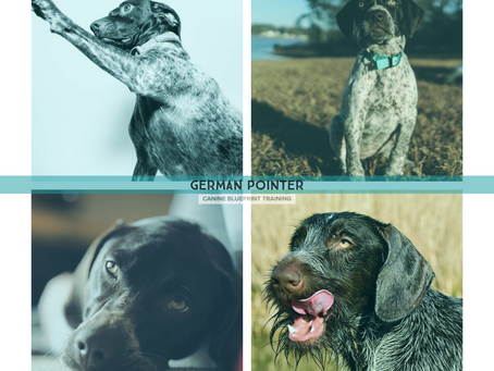 German Pointers 