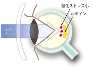 大切な眼を守る。