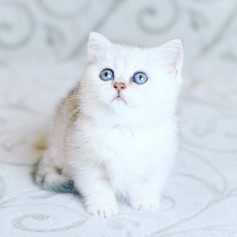 british-shorthair-749907.jpeg