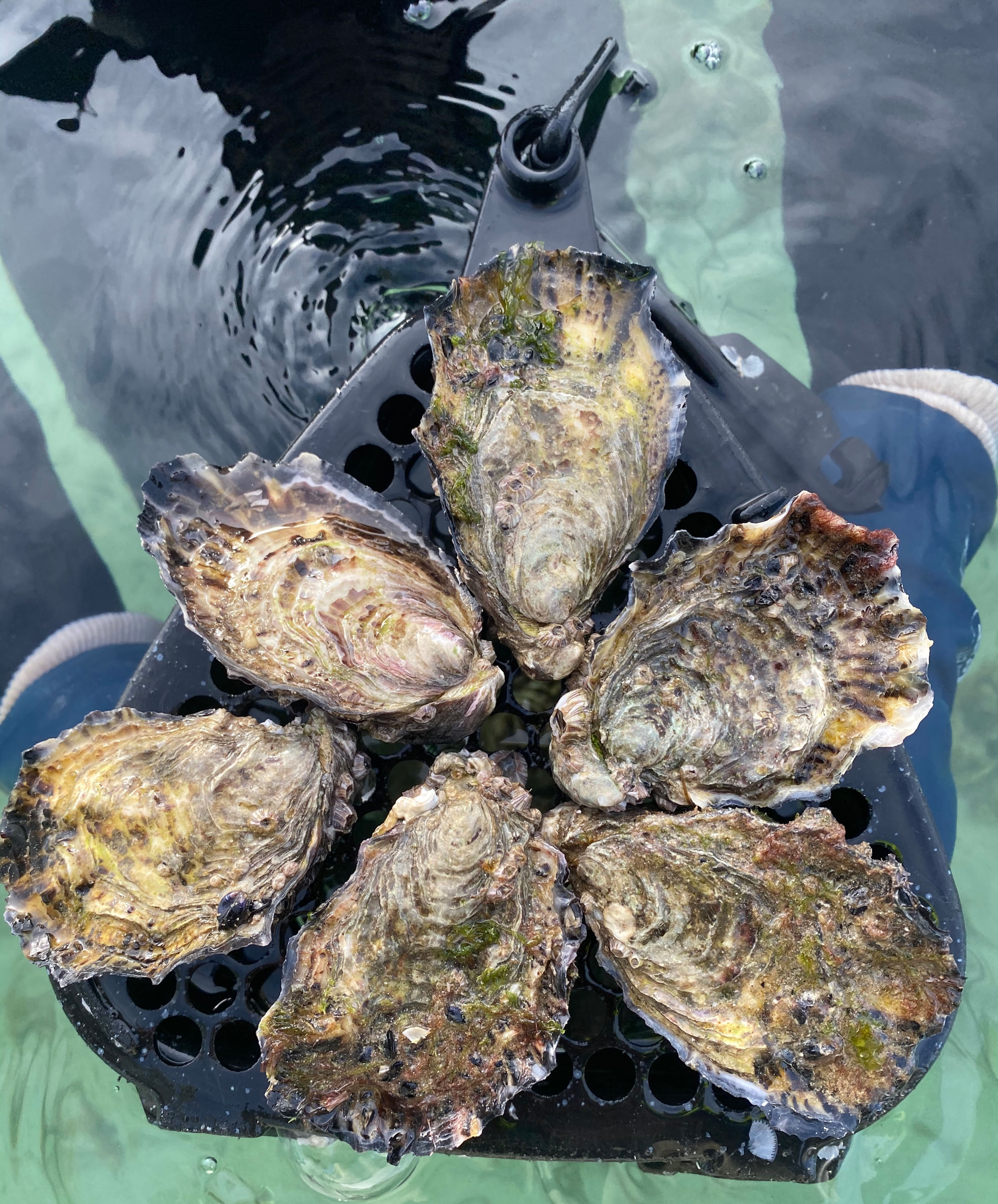 10 dozen MEDIUM oysters - Adelaide Pick Up (Royal Park)
