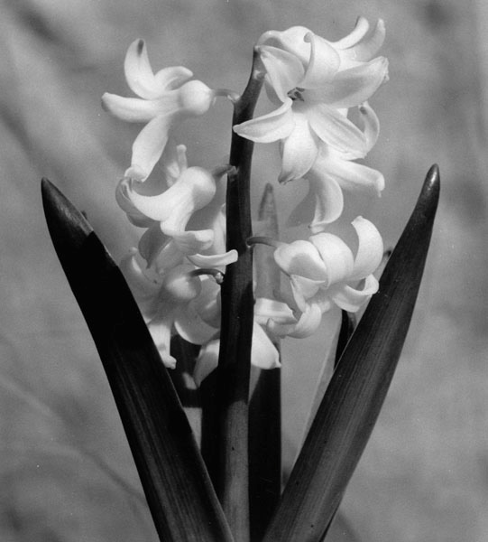 Hyacinth