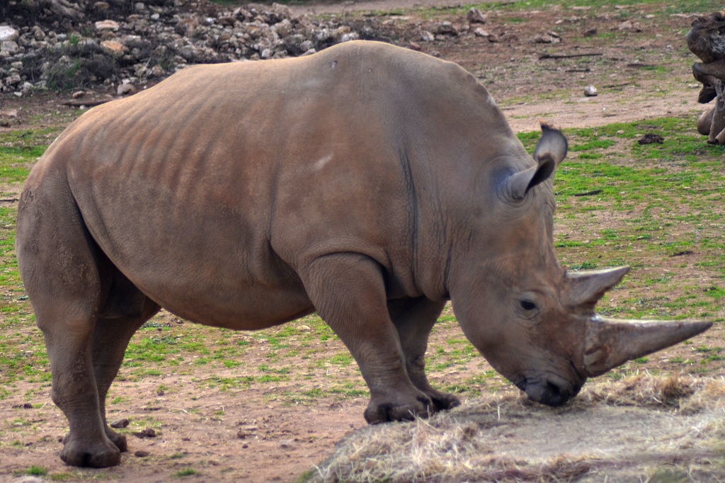 Rhino