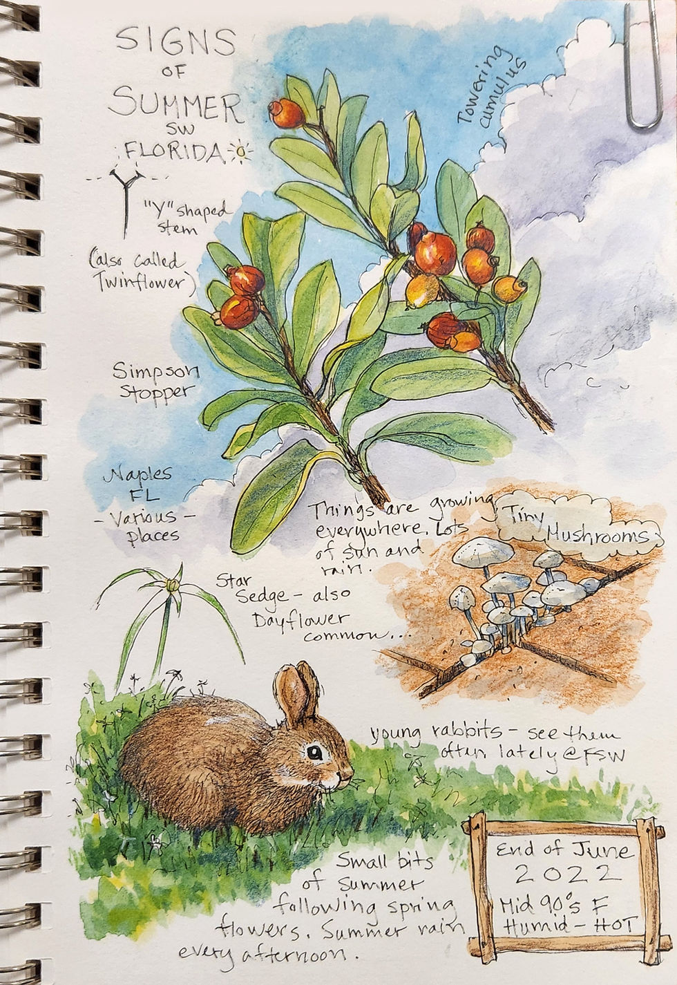 Nature journal page: clouds, Simpson stopper, mushrooms, Eastern cottontail.