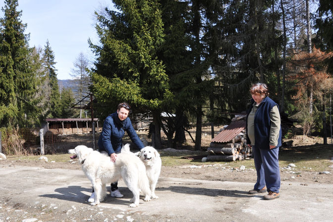 Ми чекаємо цуценяток!