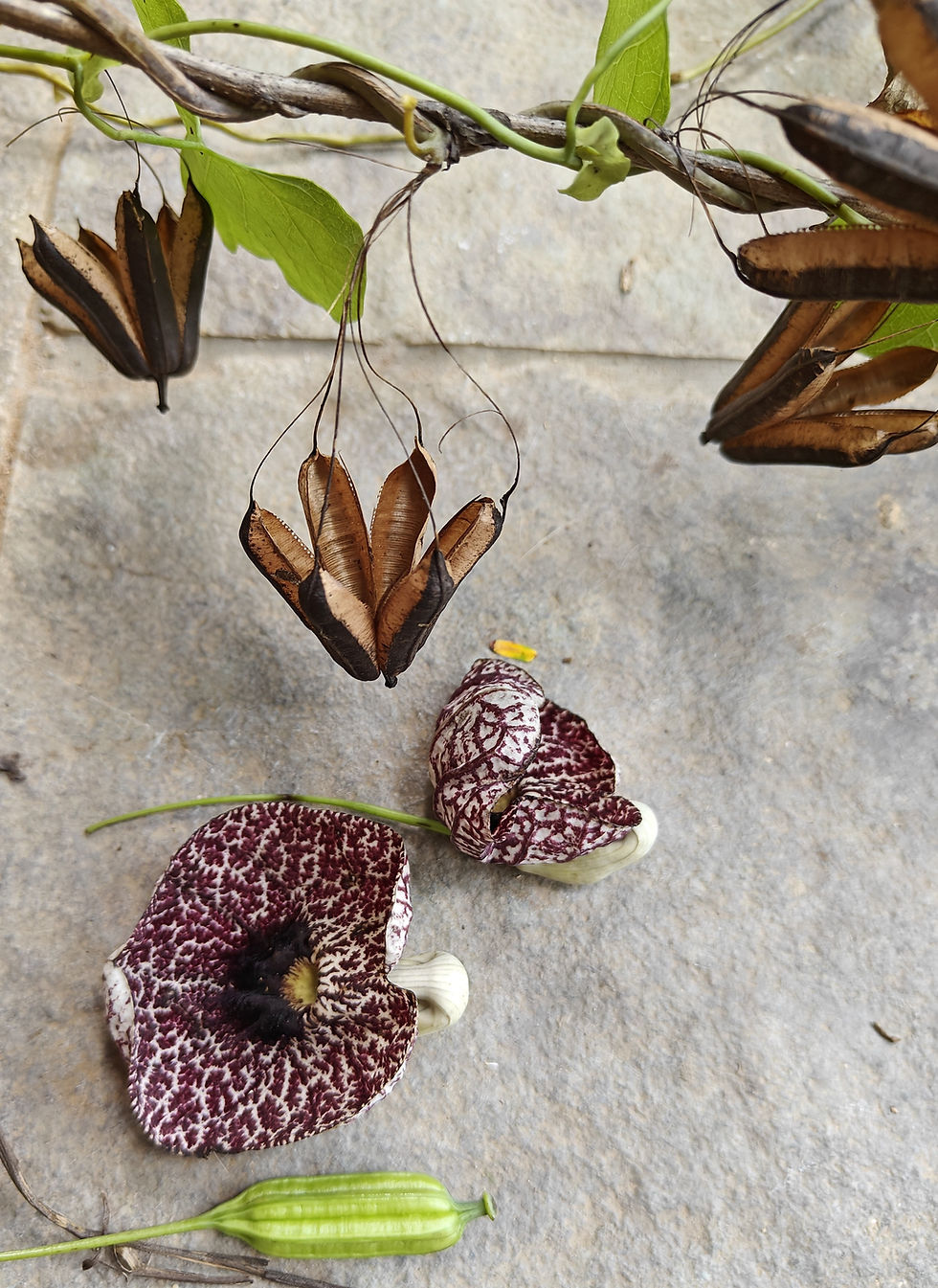 Duck flower, leaves and seed