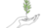 seedling in hand.png