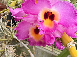 IMG_0587.jpeg