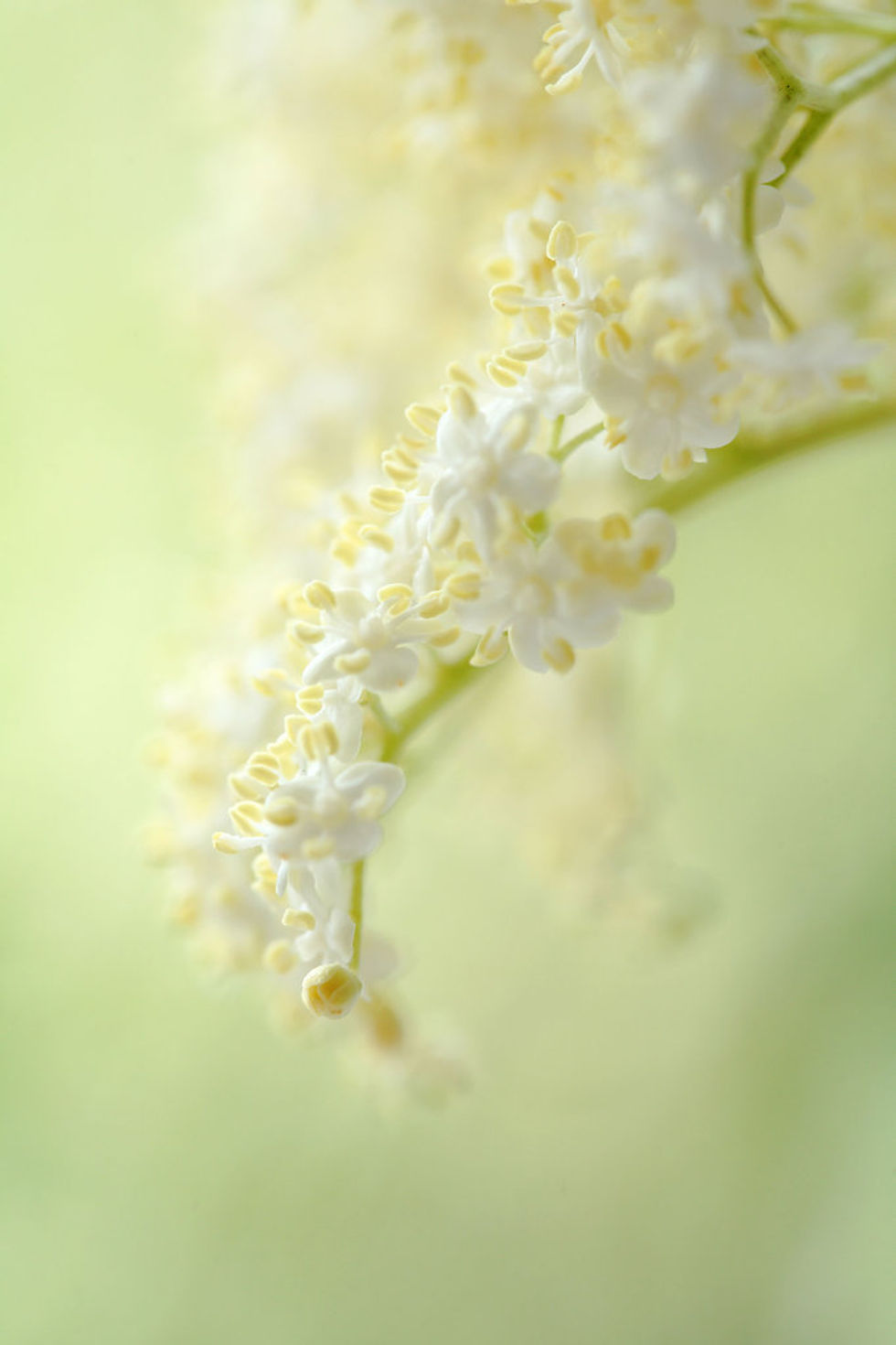 Elderflower Cascade