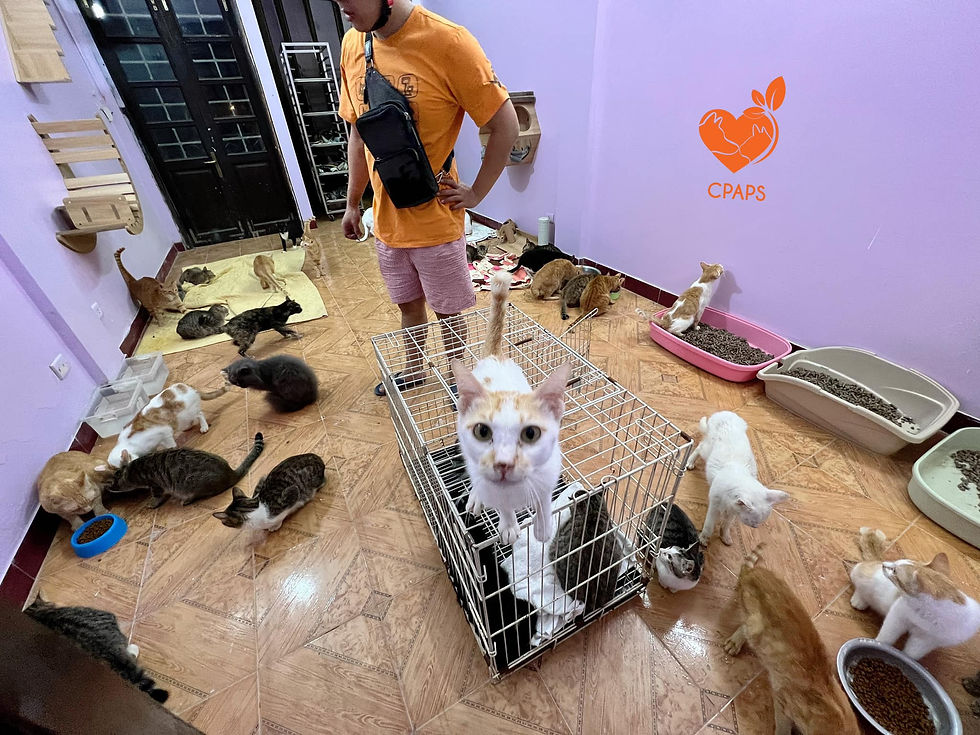 Pet Shelter, Pet Donation, Photo Editing Services, Photo Retouching, Real Estate, Visual Post Production, Ecommerce, Visual Kitty, Viet Nam, Ha Noi