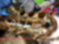 219C66F0-969C-44D8-AE53-98A00B17A6B8_1_201_a_edited_edited.jpg
