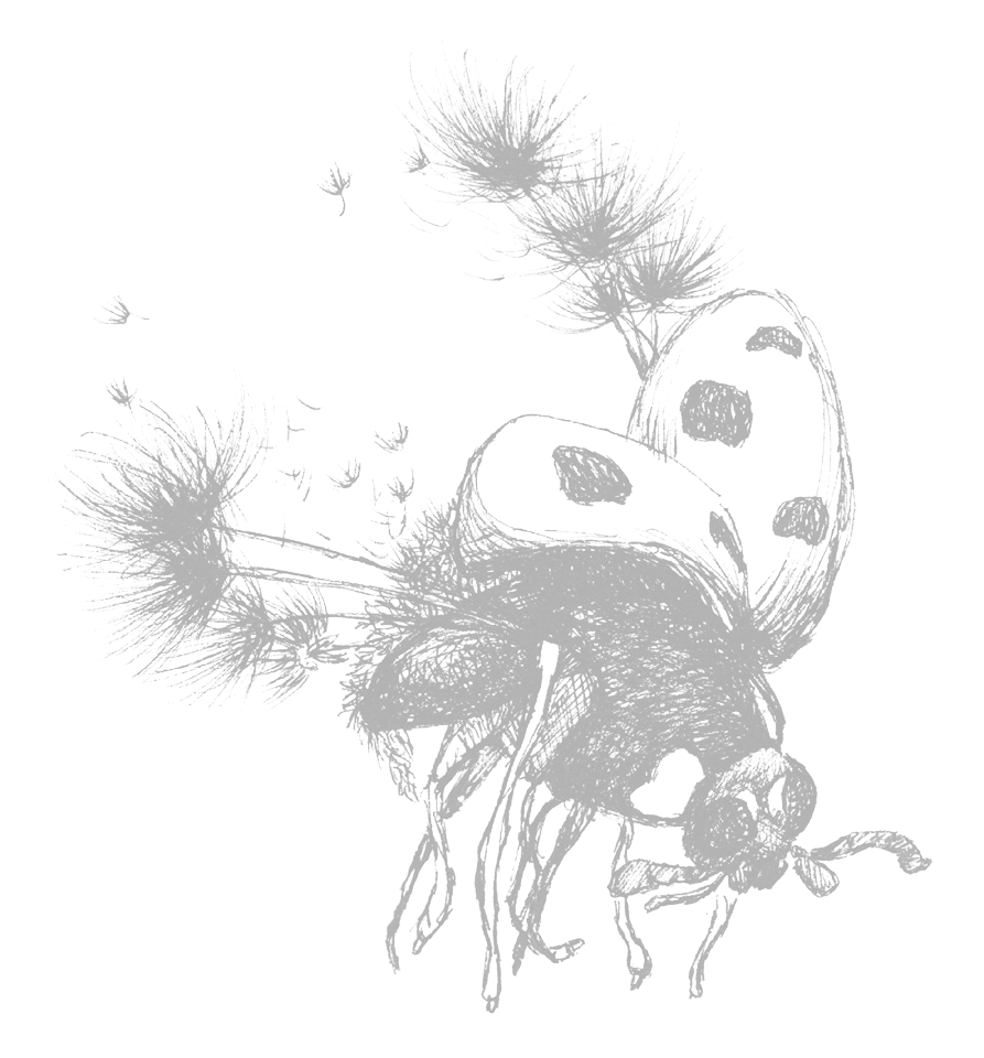 joaninha-dendeleão_sem fundo.png