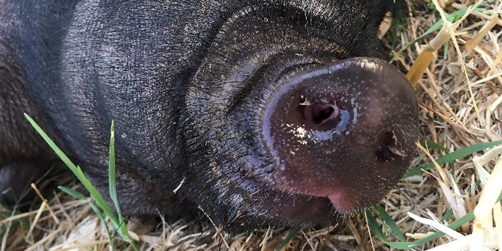 Hogeye Festival: Pig Painting and more!