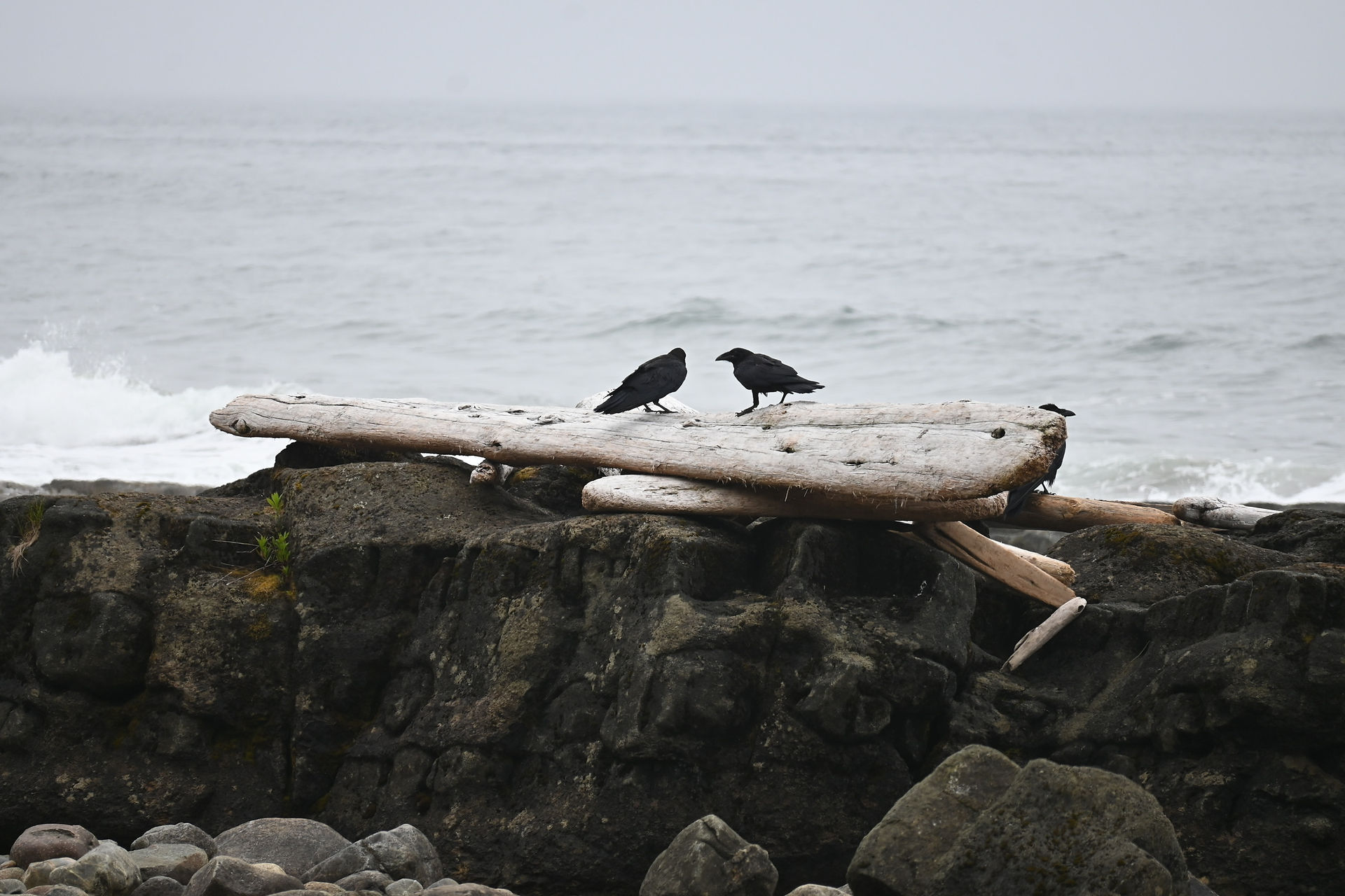 Two crows sit on deadwood beside ocean.