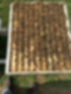 10 frames of bees.jpg