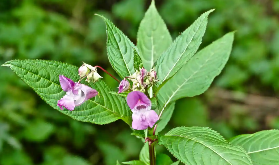 Himalayan Balsam