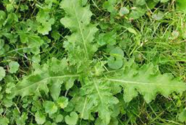 Thistles