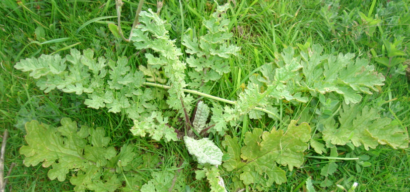 Ragwort