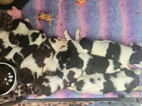 This is how Puppy Viewings are going 😍